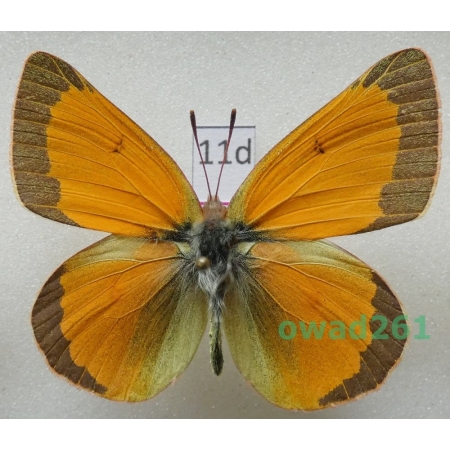 Colias meadii elis Strecker, 1885 male Canada11d